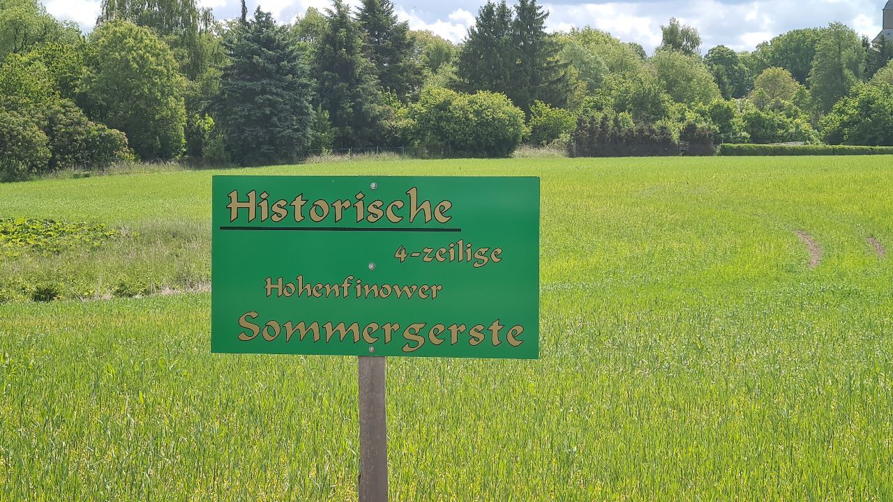 Historische 4-zeilige Hohenfinower Sommergerste